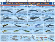 Quick Reference Sightings at Sea