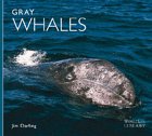 Gray Whales (World Life Library)