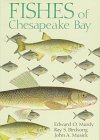 Fishes of Chesapeake Bay
