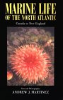 Marine Life of the North Atlantic